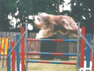 Les Bearded Collie de l'affixe Dream From Highland's