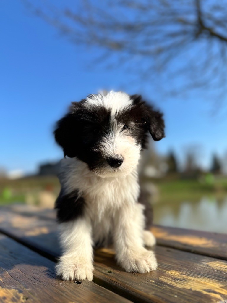 Dream From Highland's - Chiot disponible  - Bearded Collie