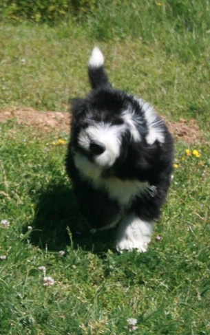 chiot Bearded Collie Dream From Highland's