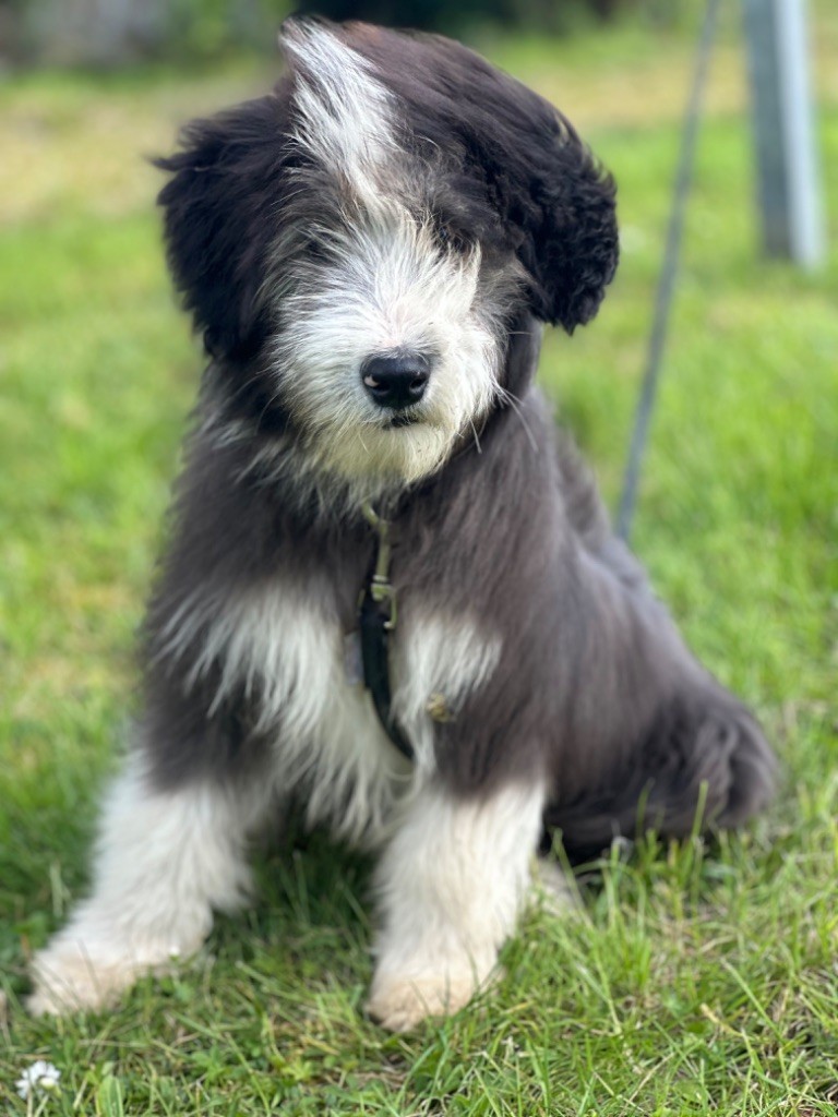 Dream From Highland's - Chiot disponible  - Bearded Collie