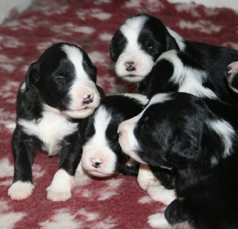 Dream From Highland's - Bearded Collie - Portée née le 27/12/2009