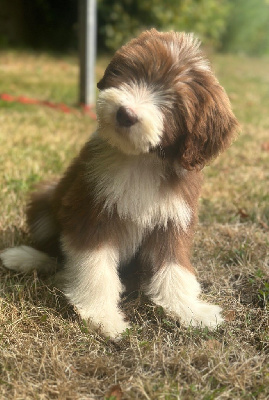 Dream From Highland's - Bearded Collie - Portée née le 02/06/2024