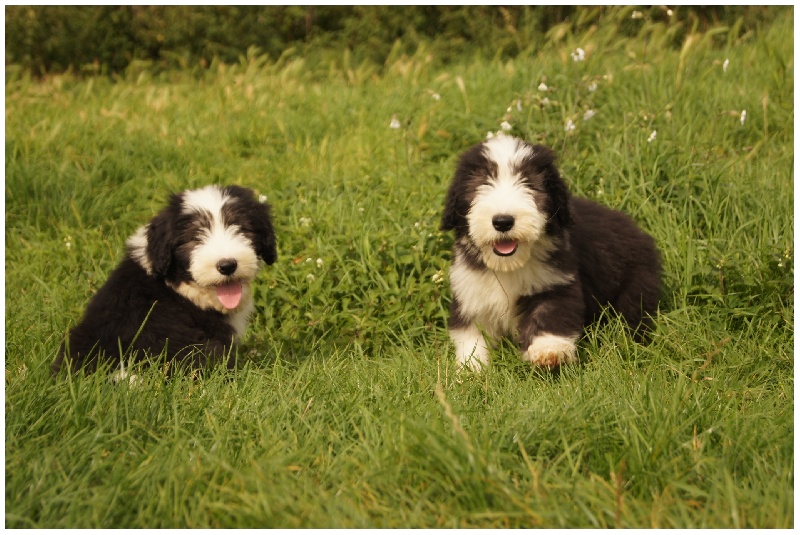 chiot Bearded Collie Dream From Highland's