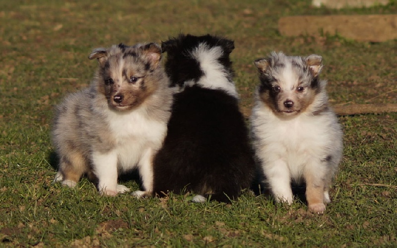 Dream From Highland's - Shetland Sheepdog - Portée née le 20/01/2014