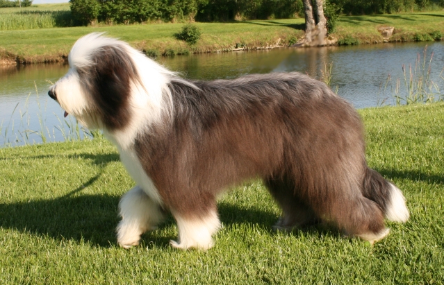 Dream From Highland's Cachou