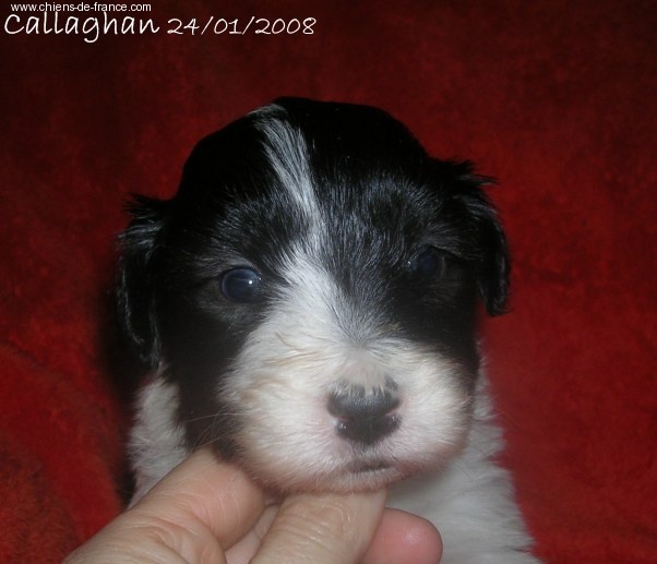 Dream From Highland's - Bearded Collie - Portée née le 30/12/2007
