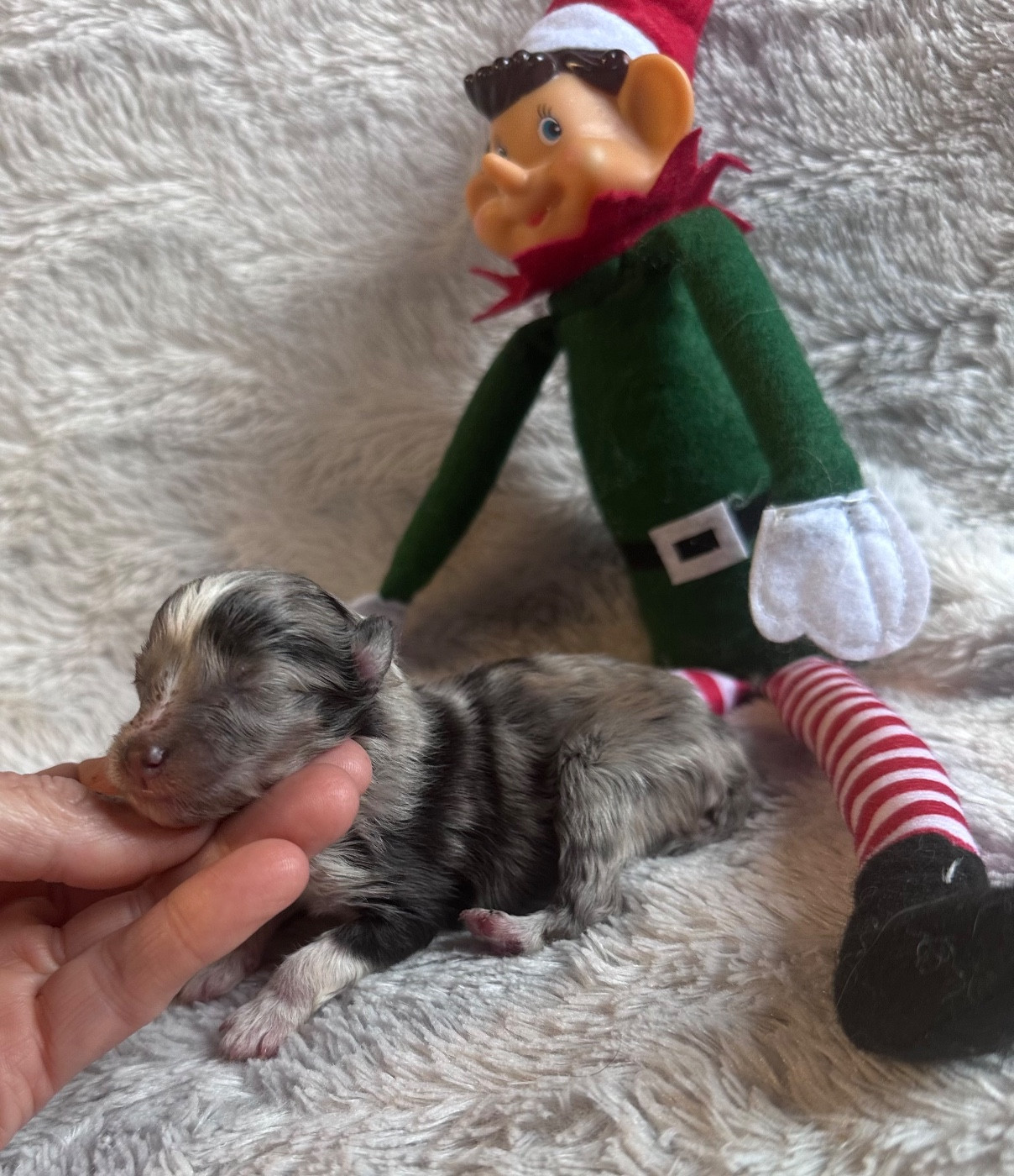 Dream From Highland's - Chiots disponibles - Shetland Sheepdog