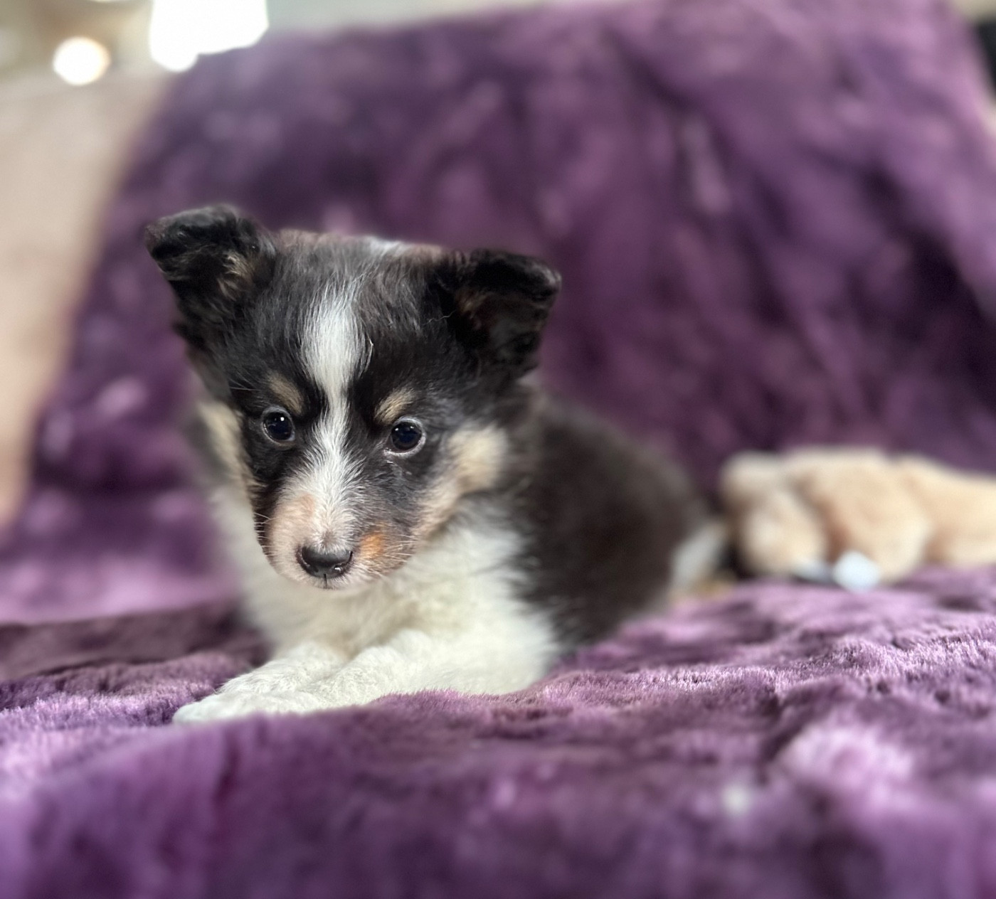 Dream From Highland's - Chiots disponibles - Shetland Sheepdog