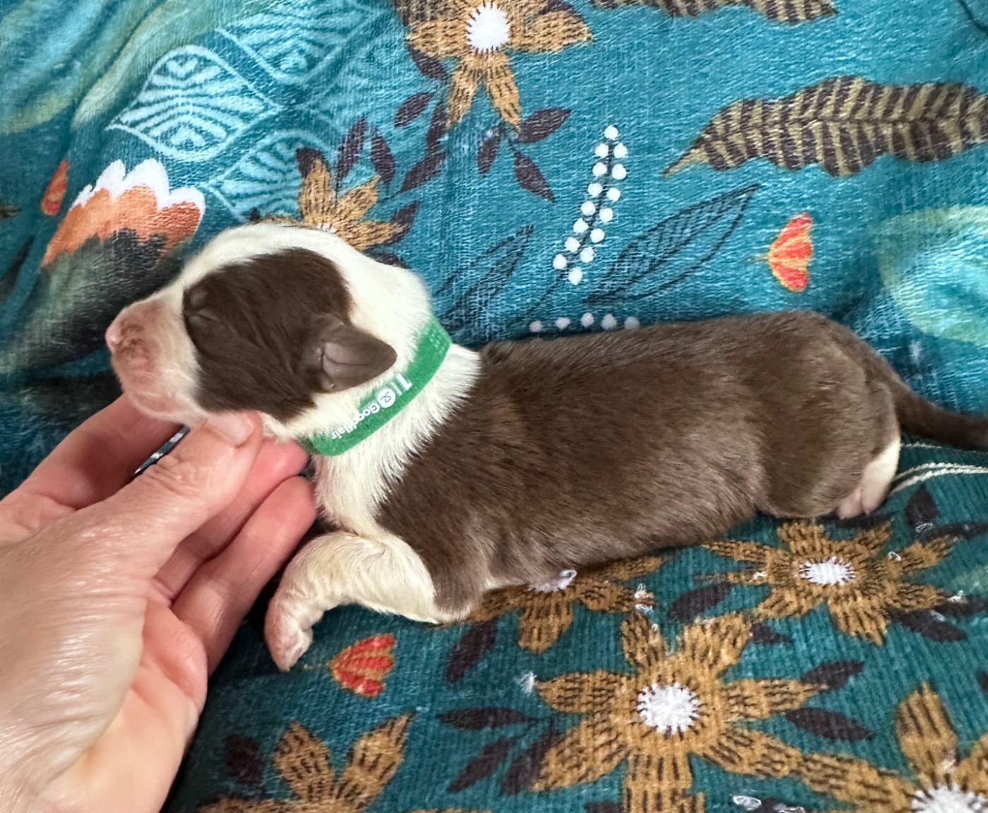 Dream From Highland's - Chiots disponibles - Bearded Collie