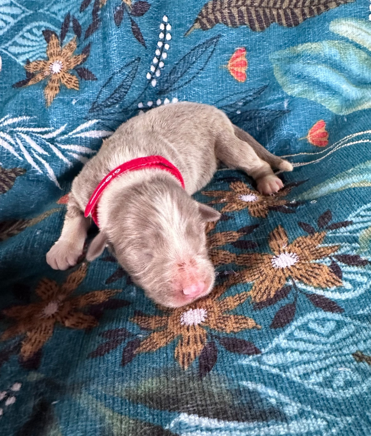 Dream From Highland's - Chiots disponibles - Bearded Collie