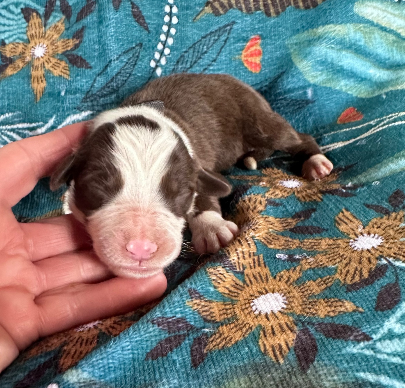 Dream From Highland's - Chiots disponibles - Bearded Collie