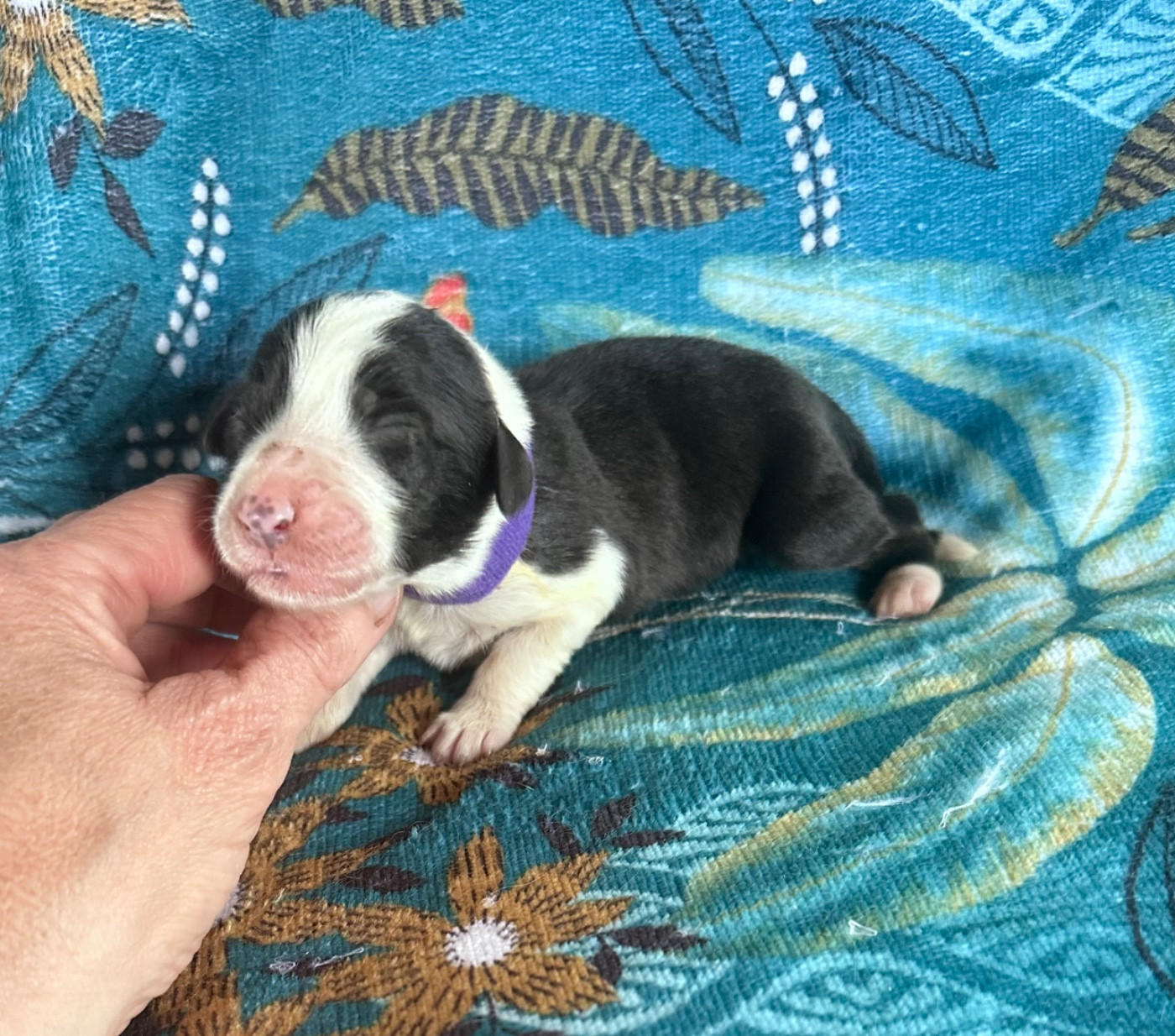 Dream From Highland's - Chiots disponibles - Bearded Collie