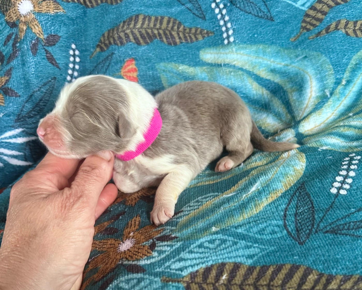 Dream From Highland's - Chiots disponibles - Bearded Collie