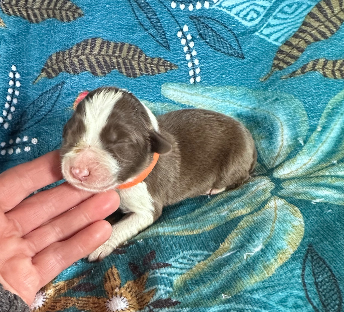 Dream From Highland's - Chiots disponibles - Bearded Collie