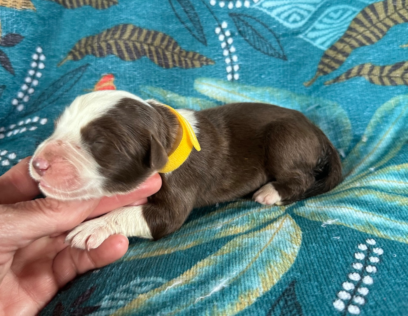 Dream From Highland's - Chiots disponibles - Bearded Collie