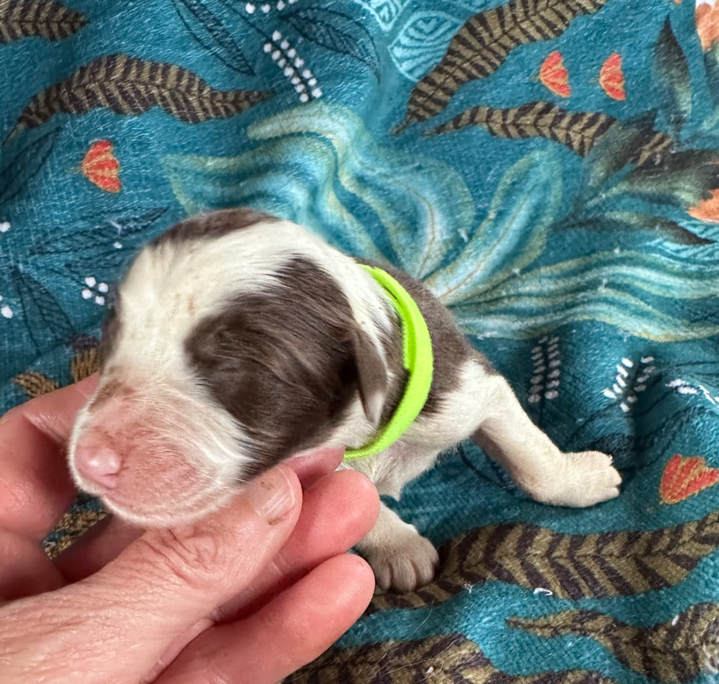 Dream From Highland's - Chiots disponibles - Bearded Collie