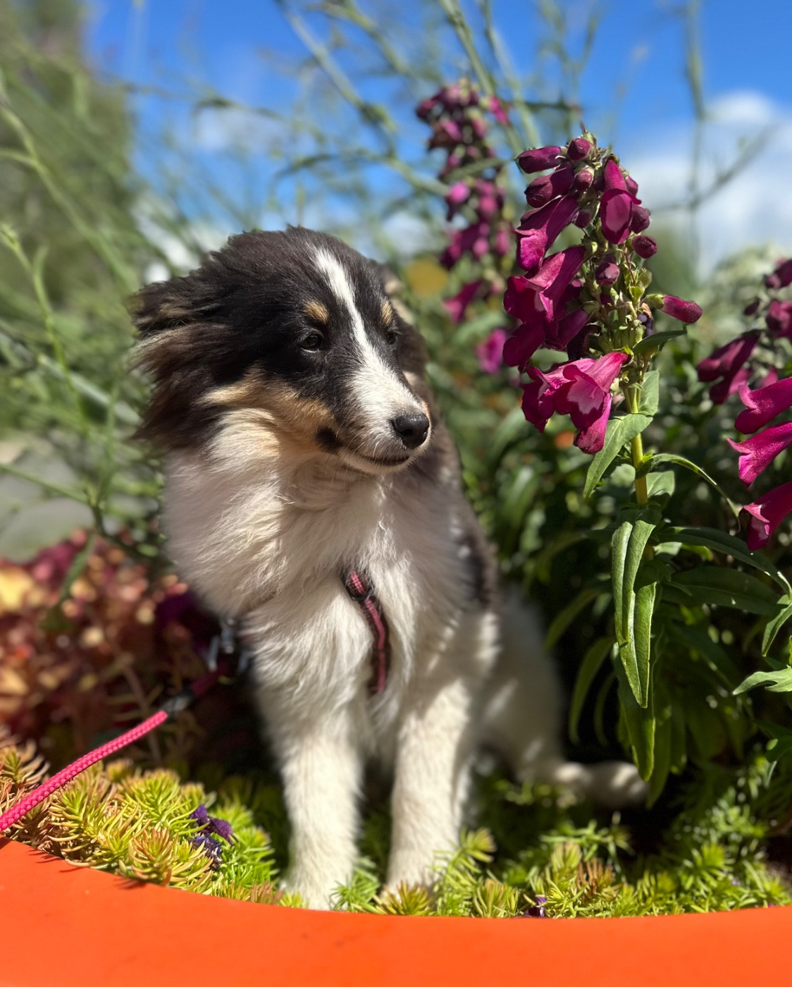 Dream From Highland's - Chiots disponibles - Shetland Sheepdog