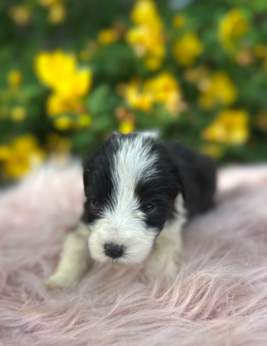 Dream From Highland's - Chiots disponibles - Bearded Collie