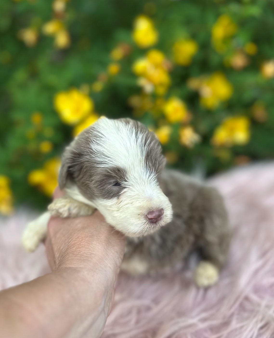 Dream From Highland's - Chiots disponibles - Bearded Collie
