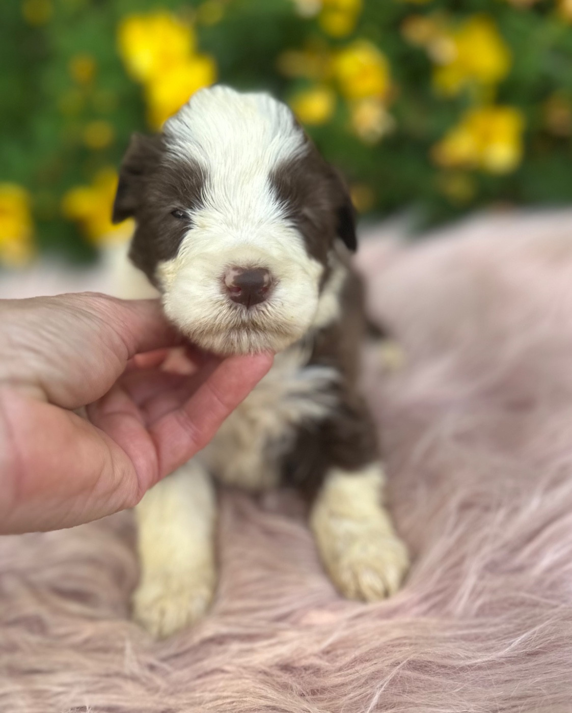 Dream From Highland's - Chiots disponibles - Bearded Collie