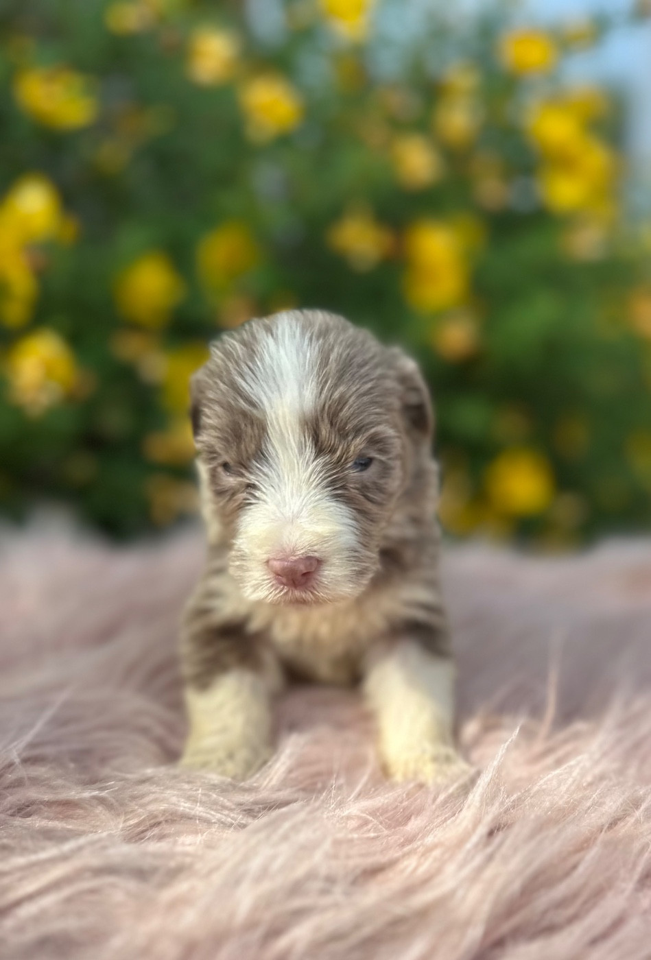 Dream From Highland's - Chiots disponibles - Bearded Collie
