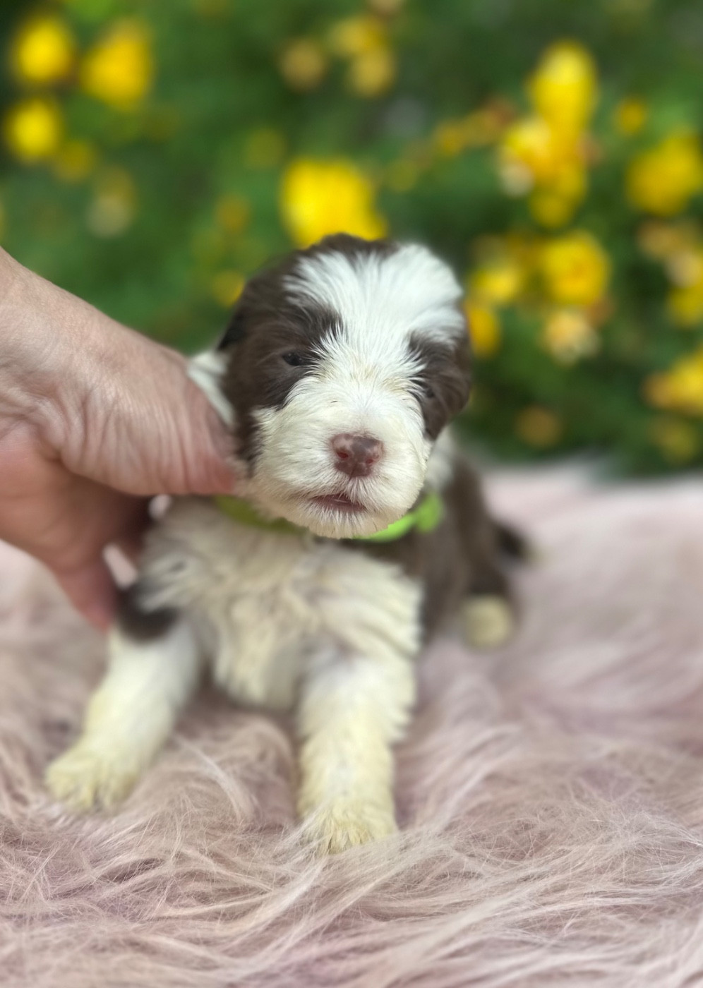 Dream From Highland's - Chiots disponibles - Bearded Collie