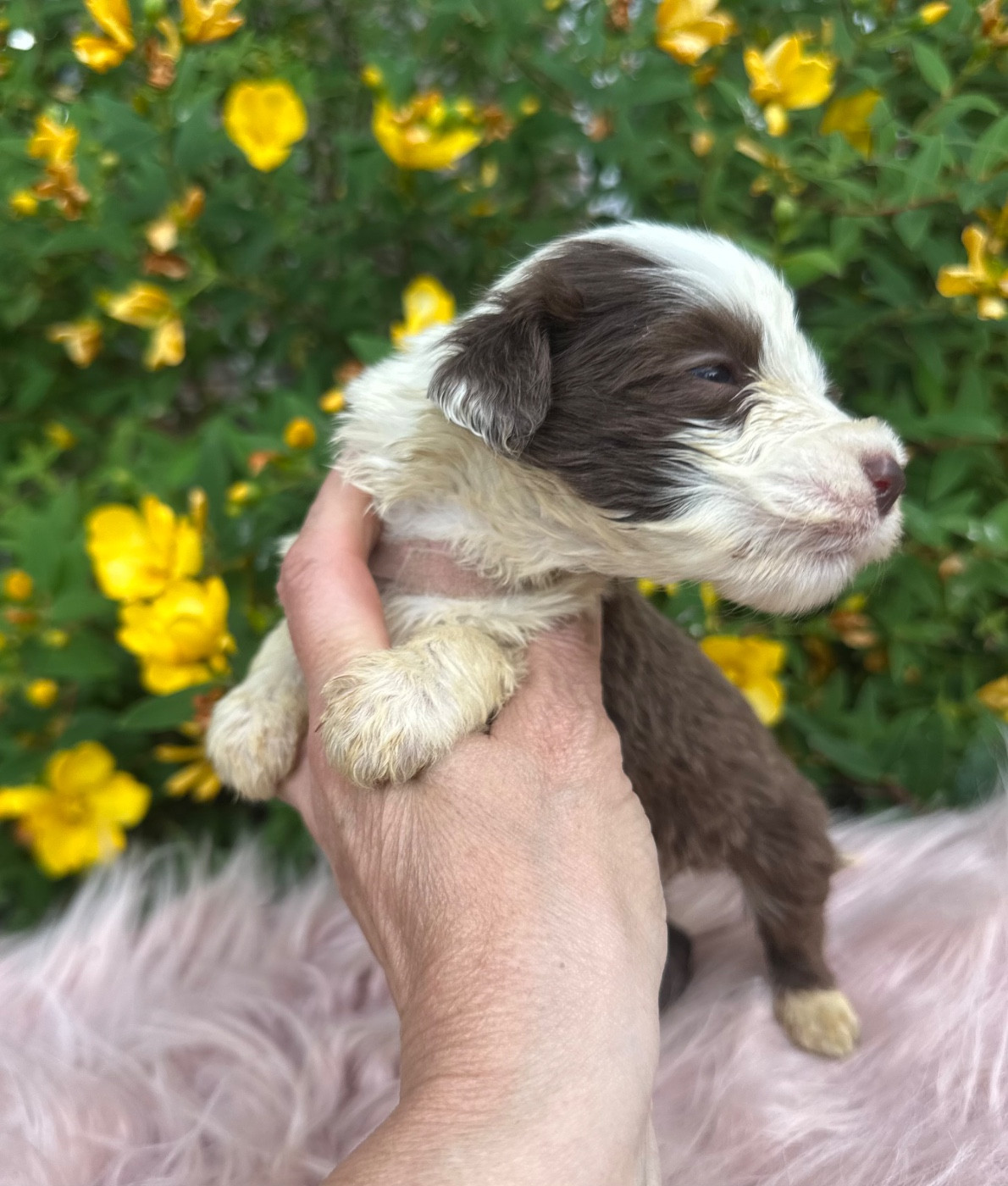 Dream From Highland's - Chiots disponibles - Bearded Collie
