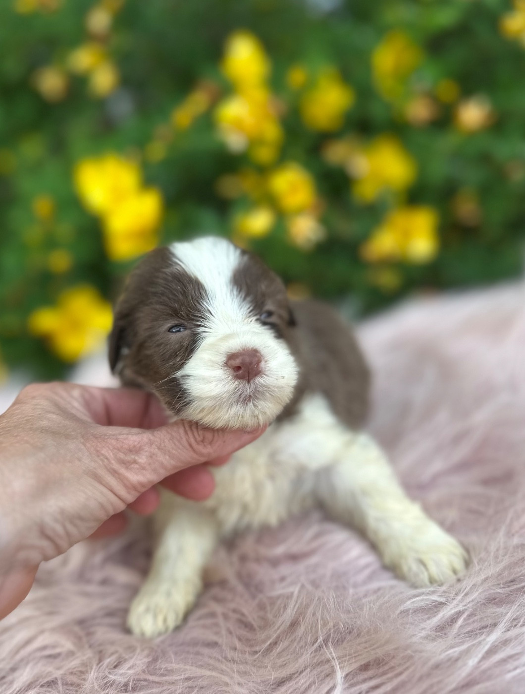 Dream From Highland's - Chiots disponibles - Bearded Collie