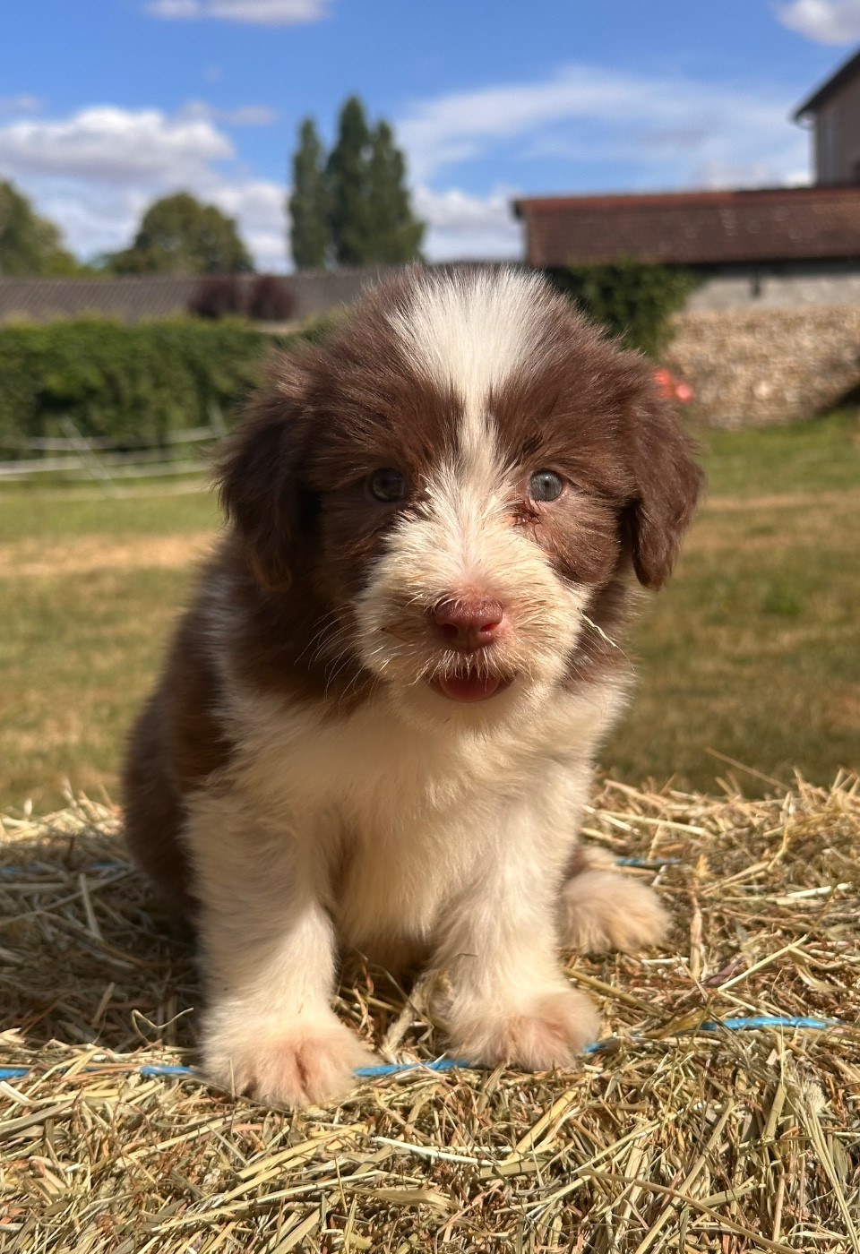 Dream From Highland's - Chiots disponibles - Bearded Collie