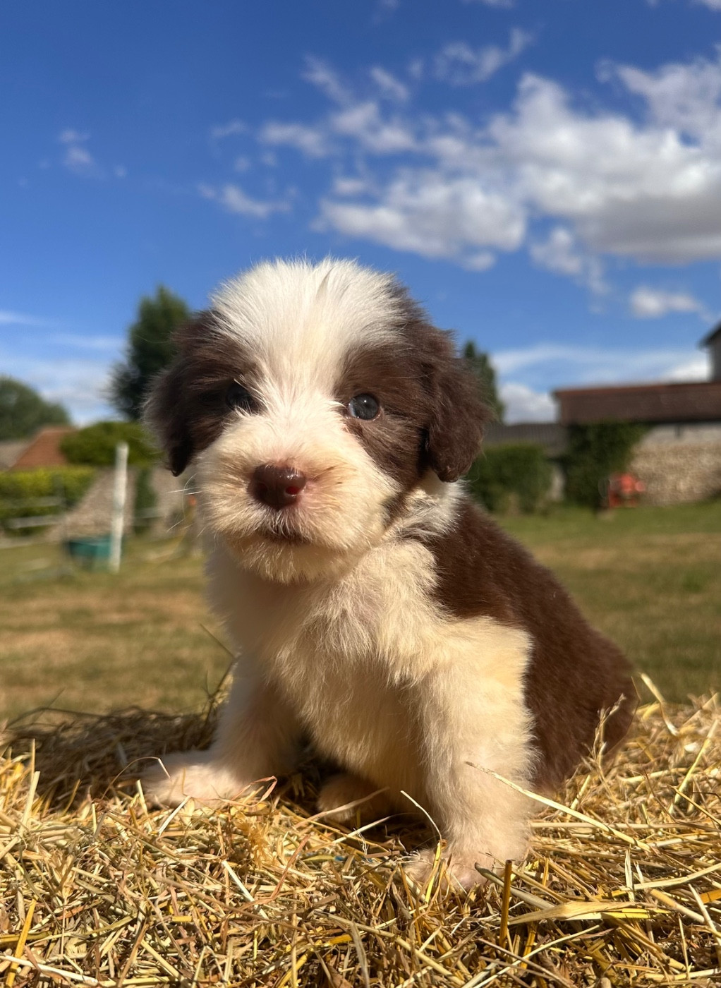 Dream From Highland's - Chiots disponibles - Bearded Collie