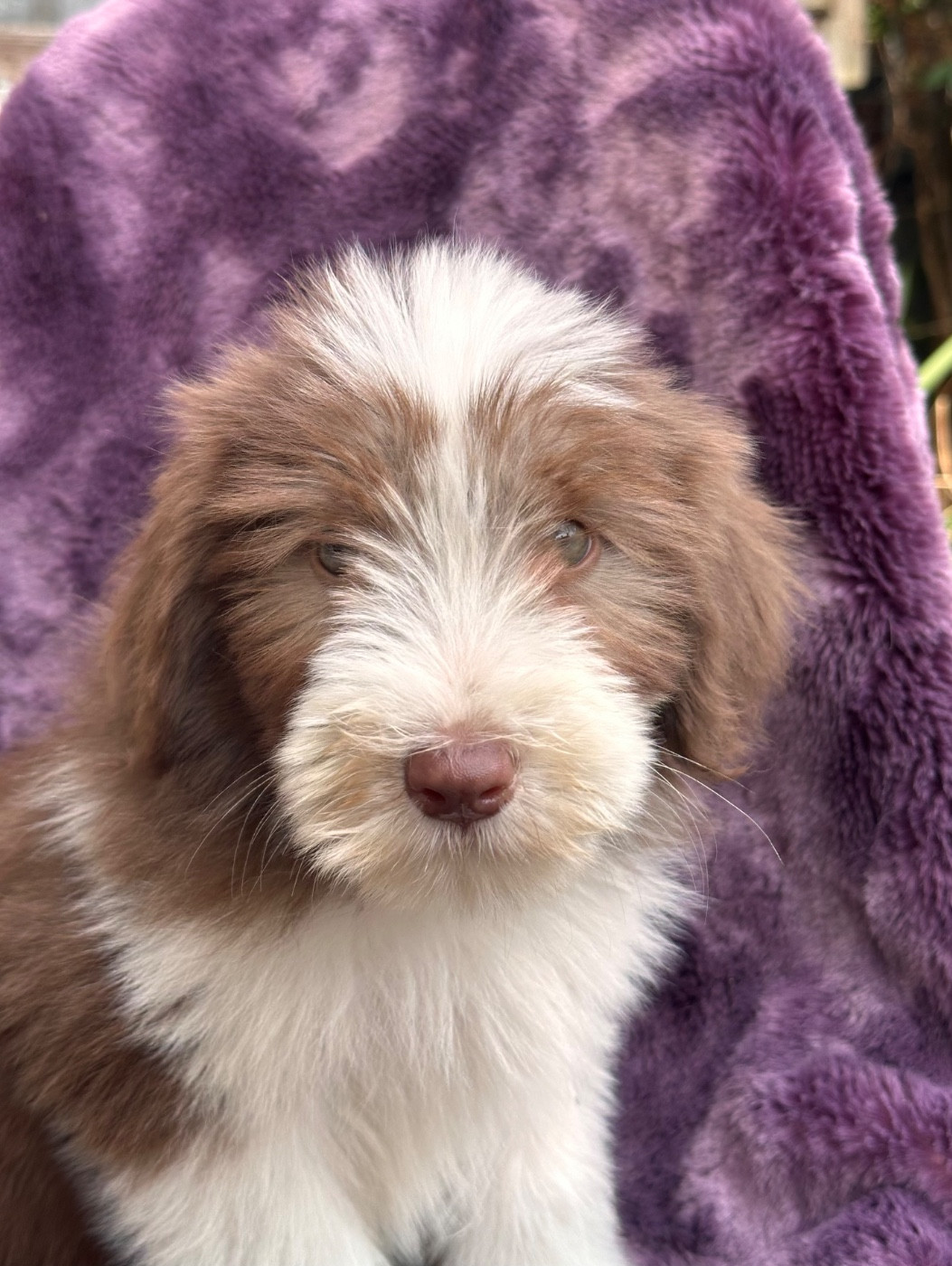 Dream From Highland's - Chiots disponibles - Bearded Collie