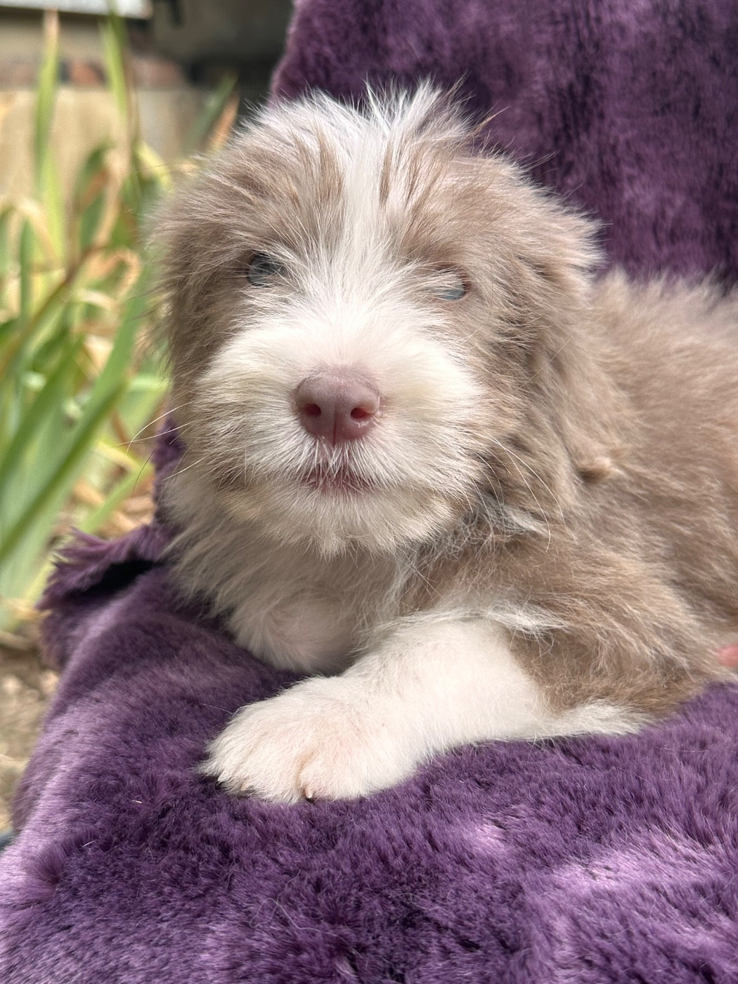 Dream From Highland's - Chiots disponibles - Bearded Collie