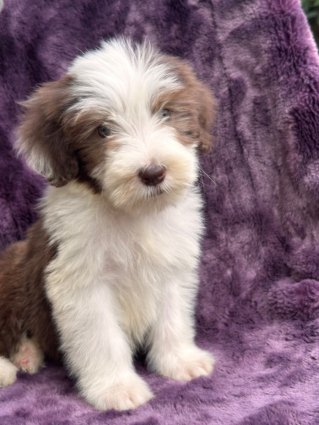 Dream From Highland's - Chiots disponibles - Bearded Collie