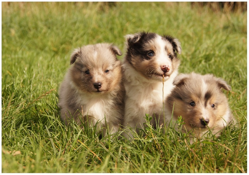Dream From Highland's - Shetland Sheepdog - Portée née le 07/08/2011