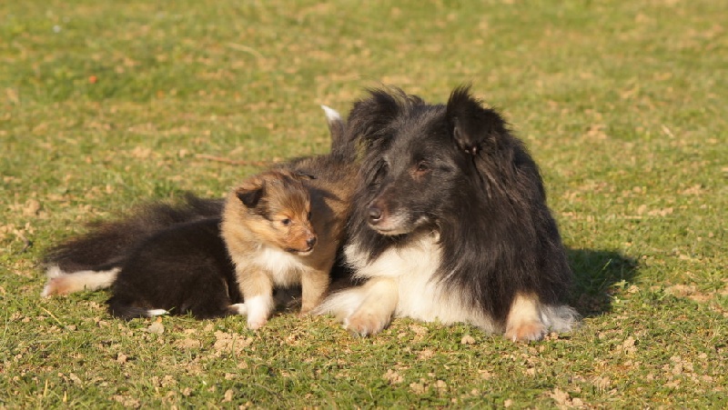 Dream From Highland's - Shetland Sheepdog - Portée née le 09/02/2014