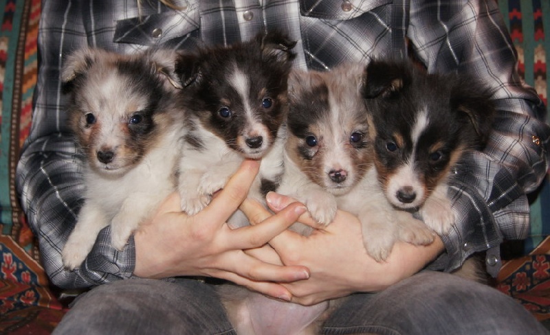 Dream From Highland's - Shetland Sheepdog - Portée née le 05/12/2012
