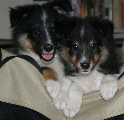 Dream From Highland's - Shetland Sheepdog - Portée née le 08/04/2011